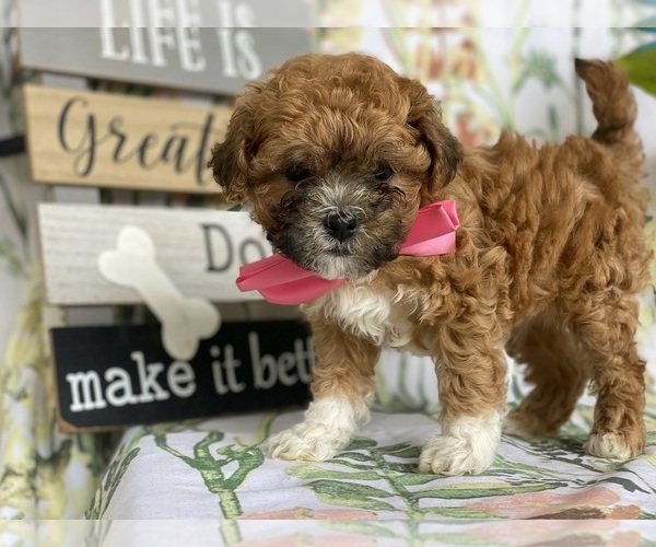 Medium Photo #1 Shih-Poo Puppy For Sale in LANCASTER, PA, USA