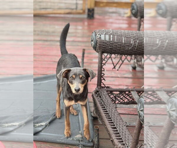 Medium Photo #1 Miniature Pinscher Puppy For Sale in garner, NC, USA