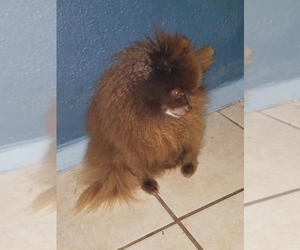 Father of the Pomeranian puppies born on 05/21/2019