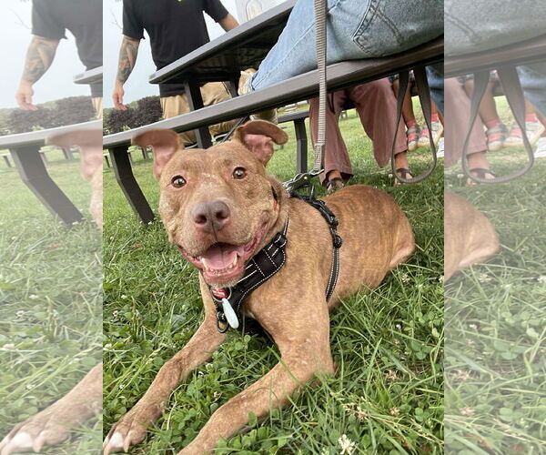 Medium Photo #8 American Pit Bull Terrier-Unknown Mix Puppy For Sale in Derwood, MD, USA