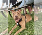 Small #7 American Pit Bull Terrier Mix