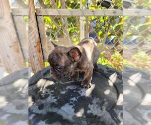 French Bulldog Puppy for sale in PERRIS, CA, USA