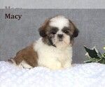 Small #1 Shih Tzu
