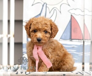 Goldendoodle (Miniature) Puppy for sale in NEWMANSTOWN, PA, USA