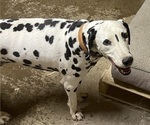 Small Photo #1 Dalmatian Puppy For Sale in BOONEVILLE, MS, USA