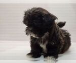 Small Photo #6 Shih Tzu Puppy For Sale in BRANDON, FL, USA