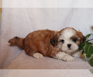 Shih Tzu Puppy for sale in SHILOH, OH, USA