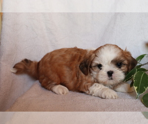 Medium Shih Tzu