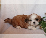 Small Photo #1 Shih Tzu Puppy For Sale in SHILOH, OH, USA