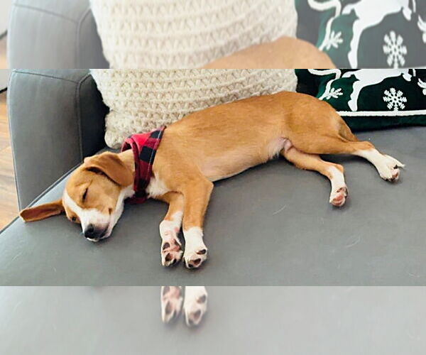 Medium Photo #4 Beagle-Unknown Mix Puppy For Sale in Dunnellon, FL, USA