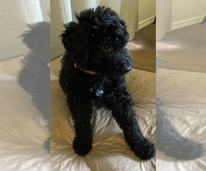 Double Doodle Puppy for Sale in GROVER BEACH, California USA