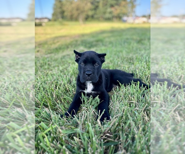 Medium Photo #1 Cane Corso Puppy For Sale in CLARKRANGE, TN, USA