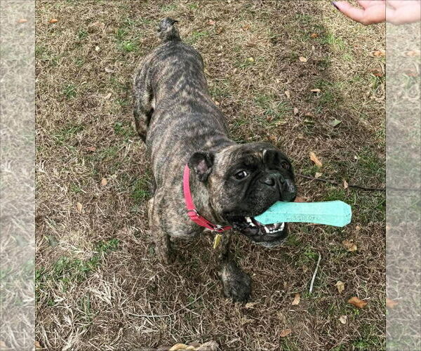 Medium Photo #4 Boxer-Unknown Mix Puppy For Sale in Dumont, NJ, USA