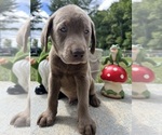 AKC Ready to Go - Male Labrador Retriever Puppy for Sale - Photo #5