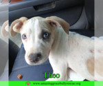 Small #2 American Pit Bull Terrier Mix