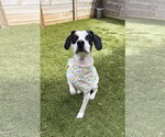 Small #9 Beagle Mix