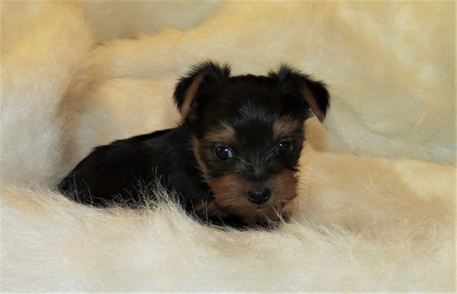 Medium Photo #1 Yorkshire Terrier Puppy For Sale in NICHOLSON, GA, USA