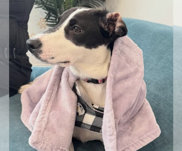 Medium Photo #8 Mutt Puppy For Sale in Brooklyn, NY, USA