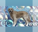 Small Photo #1 English Cream Golden Retriever Puppy For Sale in BUSHNELL, FL, USA
