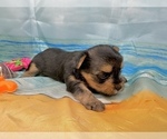 Small #8 Morkie