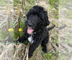 Puppy Mickey Goldendoodle