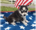 Small Photo #17 Alaskan Klee Kai Puppy For Sale in WINCHESTER, OH, USA