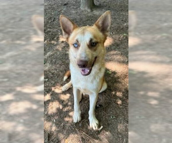 Medium Photo #2 Gerberian Shepsky Puppy For Sale in Alexander, AR, USA