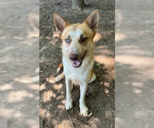 Teddy - Male Gerberian Shepsky Dog for Adoption - Photo #2