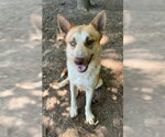 Small #1 Gerberian Shepsky