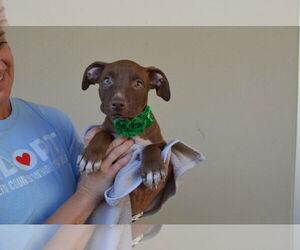 American Pit Bull Terrier-Unknown Mix Dogs for adoption in McKinney, TX, USA