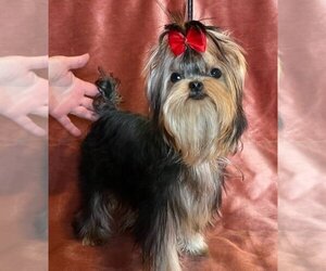 Yorkshire Terrier Puppy for sale in ROANOKE, VA, USA