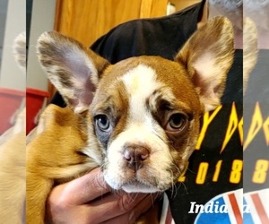 French Bulldog Puppy for Sale in ROCKY MOUNT, North Carolina USA