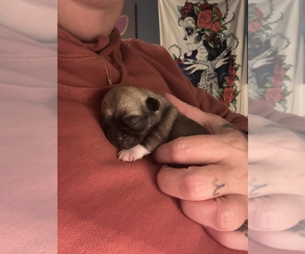 Medium Photo #13 American Eskimo Dog-Pug Mix Puppy For Sale in THOMASVILLE, NC, USA