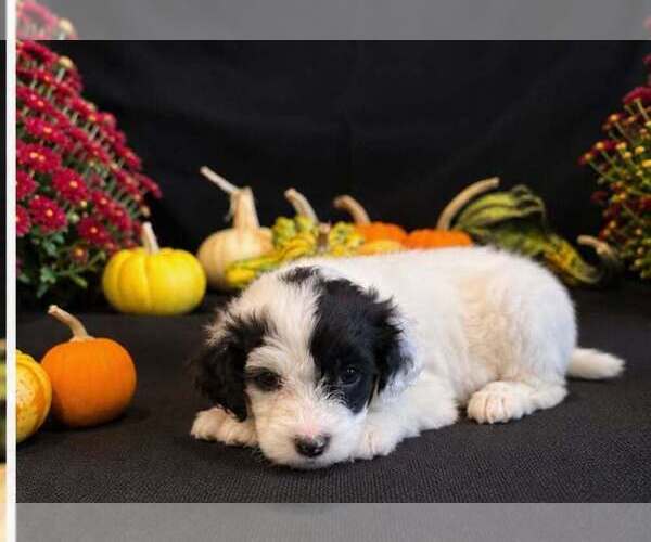 Medium Photo #6 Portuguese Water Dog Puppy For Sale in WYLIE, TX, USA