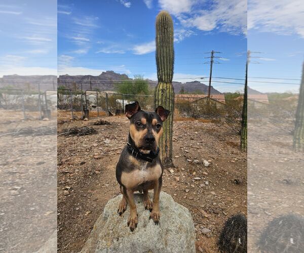 Medium Photo #5 Rus-A-Pei Puppy For Sale in Chandler, AZ, USA