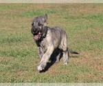 Small Photo #1 Irish Wolfhound Puppy For Sale in KINGSTON, OH, USA