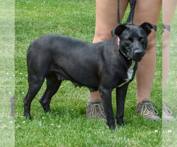 Medium Photo #3 American Staffordshire Terrier-Unknown Mix Puppy For Sale in Huntley, IL, USA