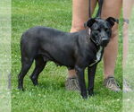 Small #2 American Staffordshire Terrier Mix