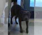 Small Staffordshire Bull Terrier