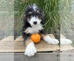 Small Photo #3 Bernedoodle (Miniature) Puppy For Sale in MIDDLEBURY, IN, USA