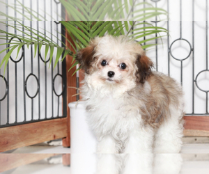 Havanese Puppy for sale in NAPLES, FL, USA