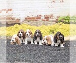 Small #1 Basset Hound