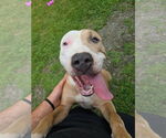 Small #2 American Pit Bull Terrier