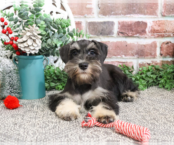 Medium Photo #4 Schnauzer (Miniature) Puppy For Sale in SYRACUSE, IN, USA