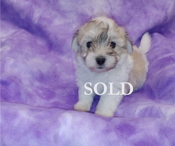Medium Photo #1 Havachon Puppy For Sale in WINSTON SALEM, NC, USA