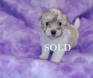 Havachon Puppy for sale in WINSTON SALEM, NC, USA