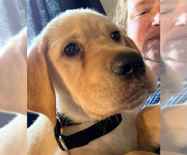 Medium Photo #19 Labrador Retriever-Unknown Mix Puppy For Sale in Garner, NC, USA