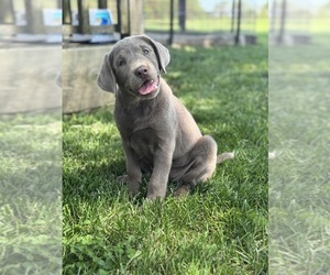Labrador Retriever Litter for sale in ALBANY, MO, USA