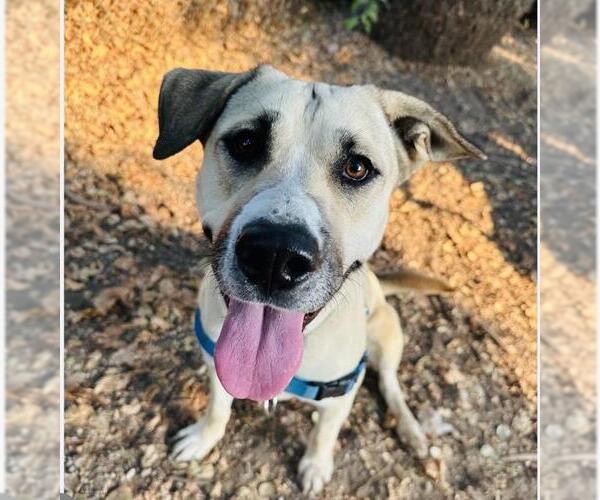Medium Photo #1 Anatolian Shepherd Puppy For Sale in Santa Maria, CA, USA