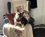 Small Photo #1 French Bulldog Puppy For Sale in MARIETTA, GA, USA